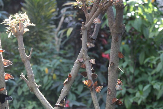 butterflies close up in the woods