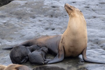 La Jolla, California. Sea lion nursing pup