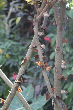 butterflies on a tree