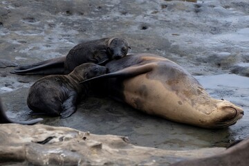 Fototapeta premium La Jolla, California. Sea lion