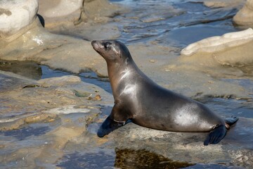 Naklejka premium La Jolla, California. Sea lion