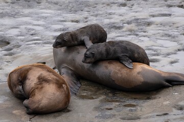 Fototapeta premium California sea lion La Jolla, California.