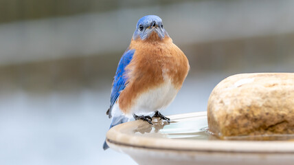 Eastern Bluebird on Bird Bath Water Winter Rock Blue Birds Pretty Small Songbird Blue Red White