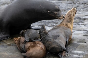 La Jolla, California. Sea lion