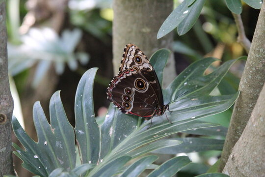 butterfly on a flower