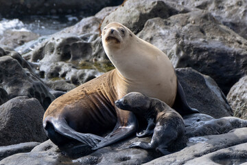 La Jolla, California. Sea lion