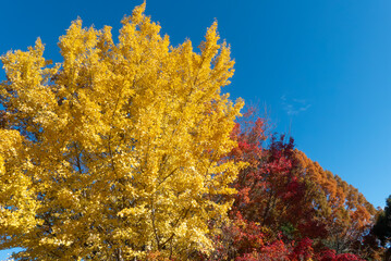 Fototapeta premium 秋の晴れた日に輝く黄金のイチョウ