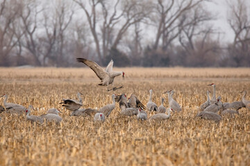 Sandhill cranes in cornfield in Nebraska during spring migration.