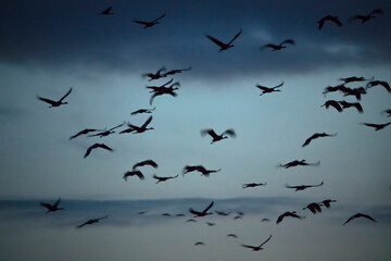 Sandhill cranes flying at sunset in Nebraska during spring migration.