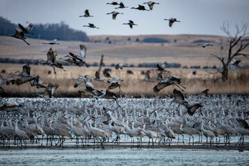 Sandhill cranes flying in Nebraska during spring migration.