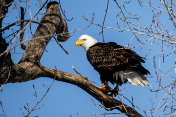 Bald eagle in Nebraska during spring migration.