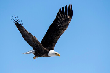 Bald eagle in Nebraska during spring migration.