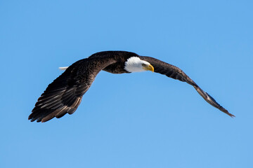 Bald eagle in Nebraska during spring migration.