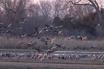 Sandhill cranes flying in Nebraska during spring migration.