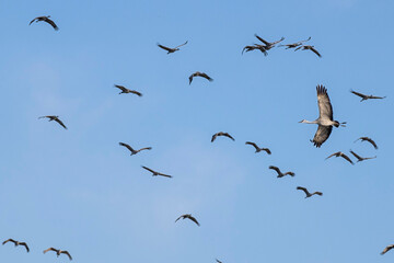 Sandhill cranes flying in Nebraska during spring migration.
