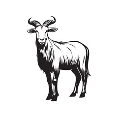 black and white goat