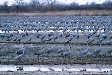 Sandhill cranes flying in Nebraska during spring migration.