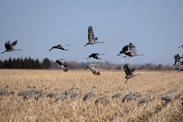 Sandhill cranes flying in Nebraska during spring migration.