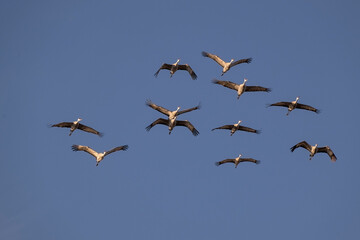 Sandhill cranes flying in Nebraska during spring migration.