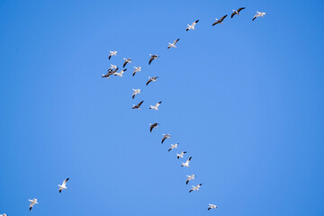 Snow Geese in Nebraska during spring migration.