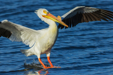 Color stock image of American white pelican alighting