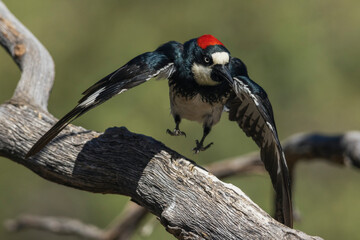 Color stock image of Acorn woodpecker