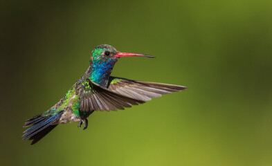 Color stock image of Broad-billed hummingbird
