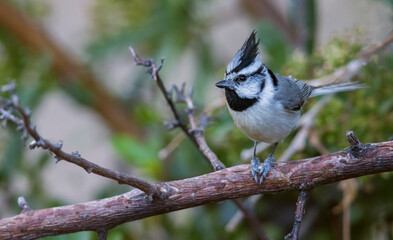 Color stock image of Bridled titmouse