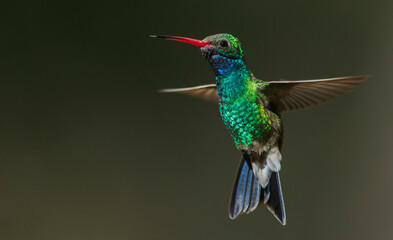 Fototapeta premium Broad-billed hummingbird flying, USA, Arizona