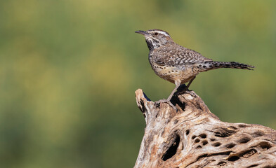 Cactus wren portrait on cactus skeleton, USA, Arizona