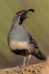 Gambel's quail portrait of a male on cactus skeleton, USA, Arizona
