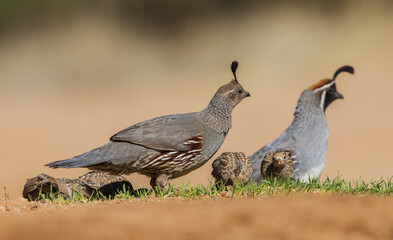 Gambel's quail pair with chicks USA, Arizona