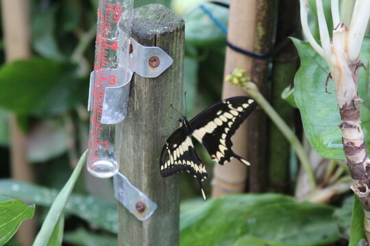 butterfly on a tree