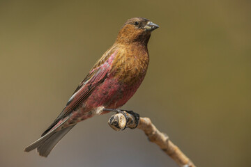 Fototapeta premium Color stock image of Brown-capped rosy finch