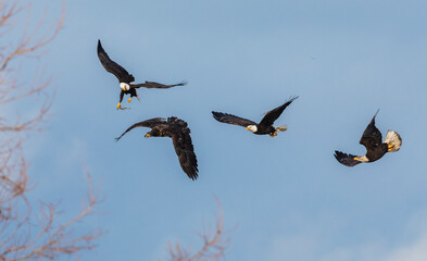 Obraz premium USA, Washington State. Skagit Valley, bald eagles competing for a bit of food