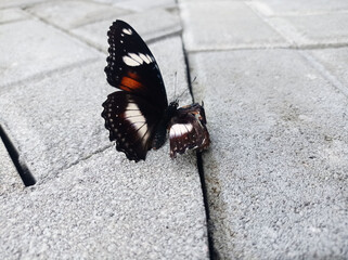 butterfly on the ground