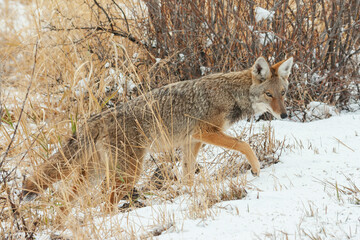 Color stock image of Coyote, winter survival