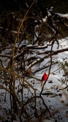 In the embrace of winter, a cardinal stands out with grace.
