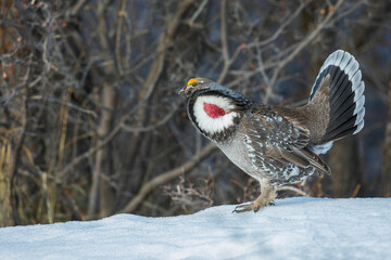 Color stock image of Dusky grouse, courtship display