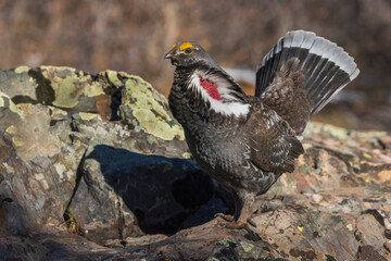 Dusky grouse courtship display, trying to impress a nearby female grouse. USA, Colorado