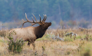 Color stock image of Rocky Mountain bull elk