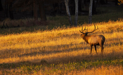 Shadows and light, bull elk at first light, Colorado, USA
