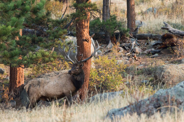 Color stock image of Rocky Mountain bull elk