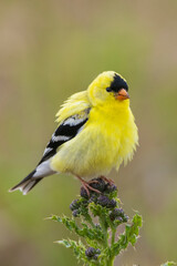 American goldfinch atop thistle buds, USA, Washington State