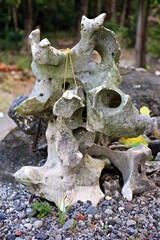 fossil animal bones that look like wood carvings and are only for display