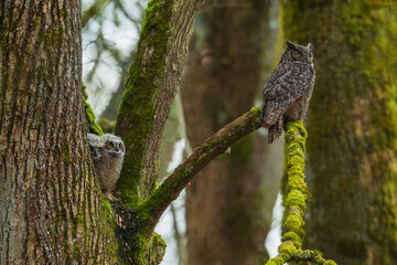 USA, Washington State. Ridgefield National Wildlife Refuge, great horned owl and owlets at dusk