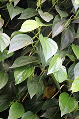 betel leaves that have many benefits and are still fresh
