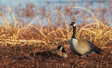 Color stock image of Greater Canada geese