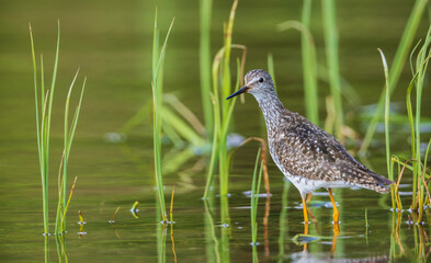Color stock image of Greater yellowlegs