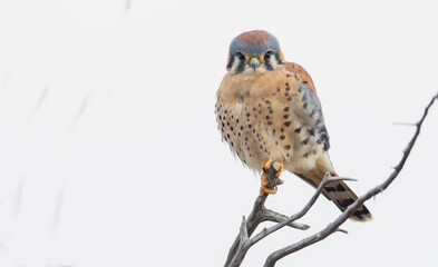 Color stock image of American kestrel